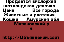 Продается вислоухая шотландская девочка › Цена ­ 8 500 - Все города Животные и растения » Кошки   . Амурская обл.,Мазановский р-н